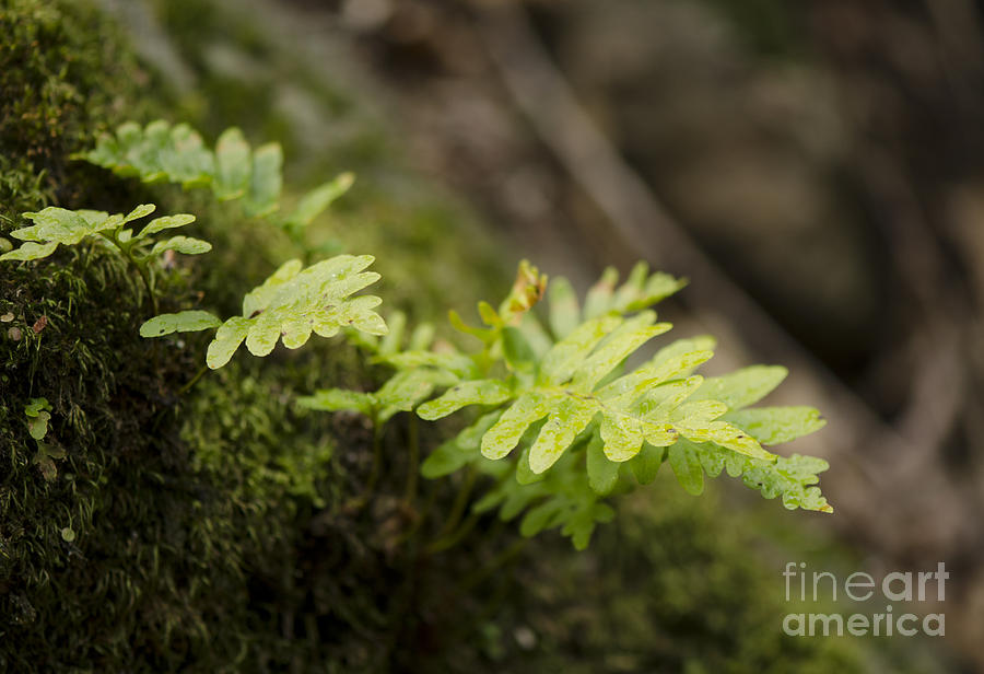 Ferns in forest Photograph by Perry Van Munster