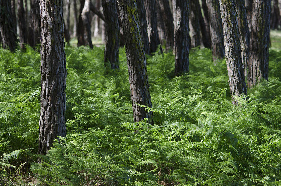 Ferns in pinewood Photograph by Perry Van Munster