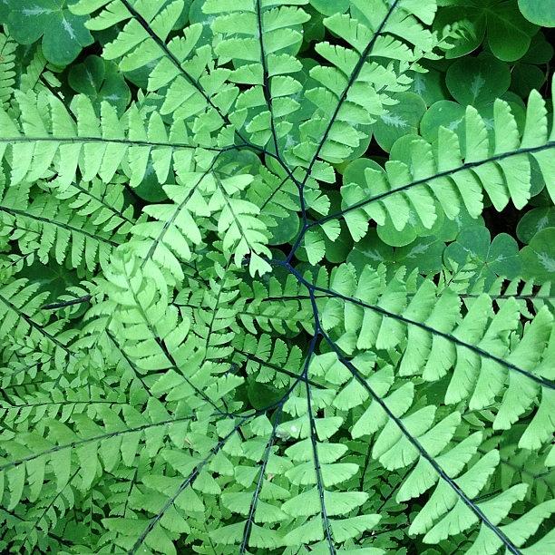 Ferns, In The Shape Of A Heart Photograph by Kevin Smith