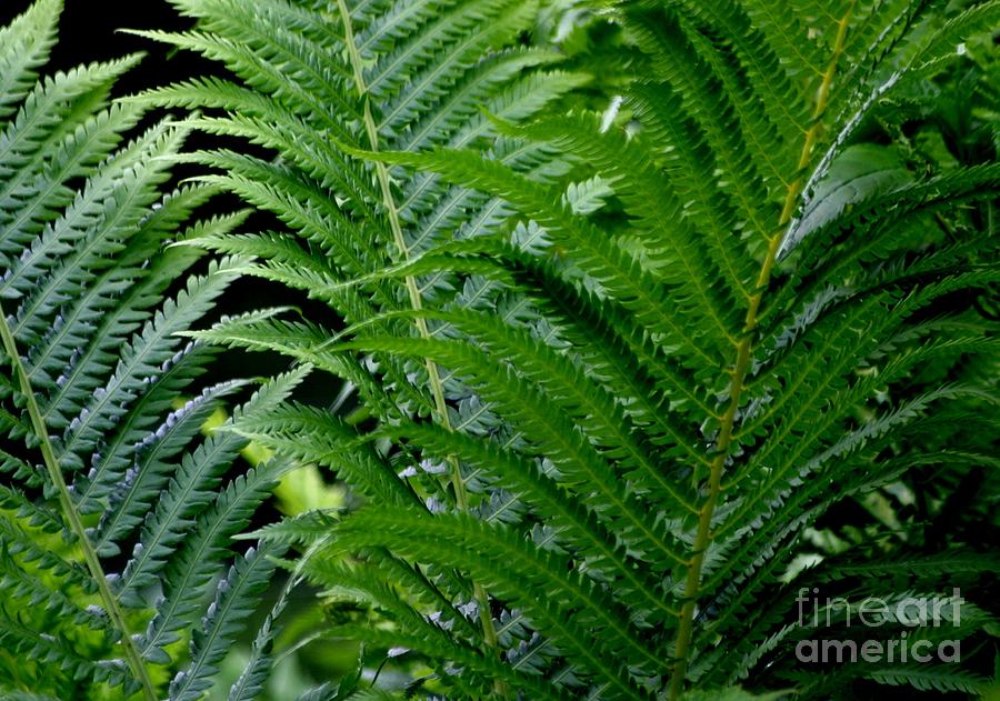 Ferns Photograph by Living Color Photography Lorraine Lynch