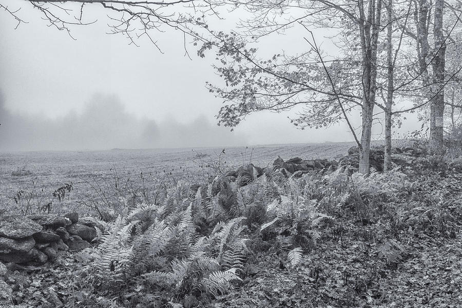 Ferns Rocks and Fog Black and White Photograph by Tom Singleton