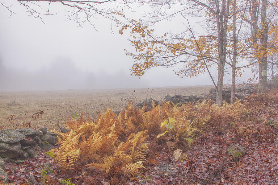 Ferns Rocks and Fog Photograph by Tom Singleton