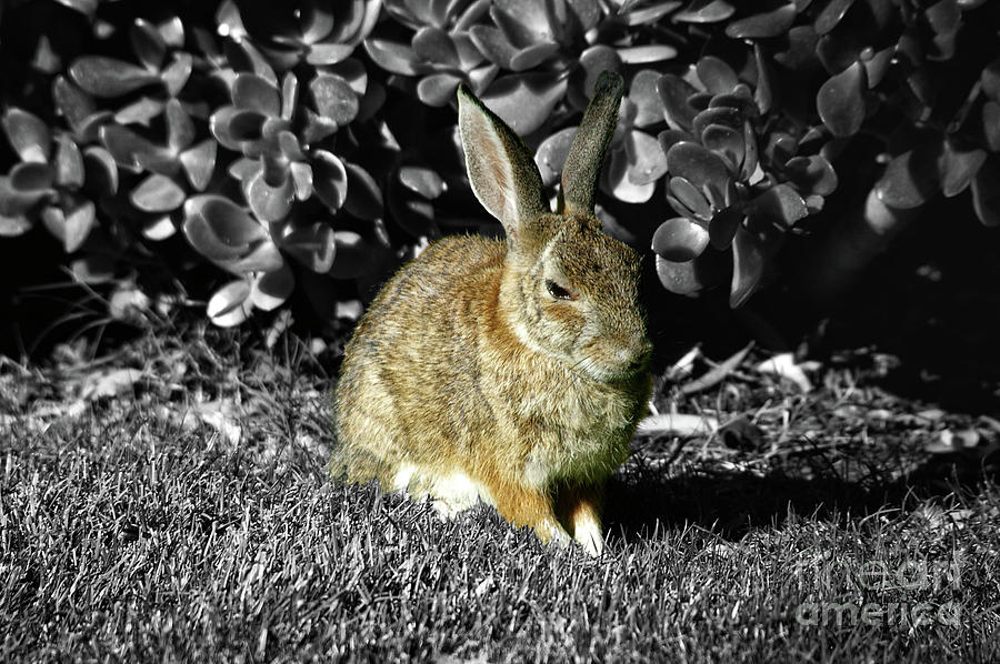 Up Movie Photograph - Ferocious Bunny by Mariola Bitner