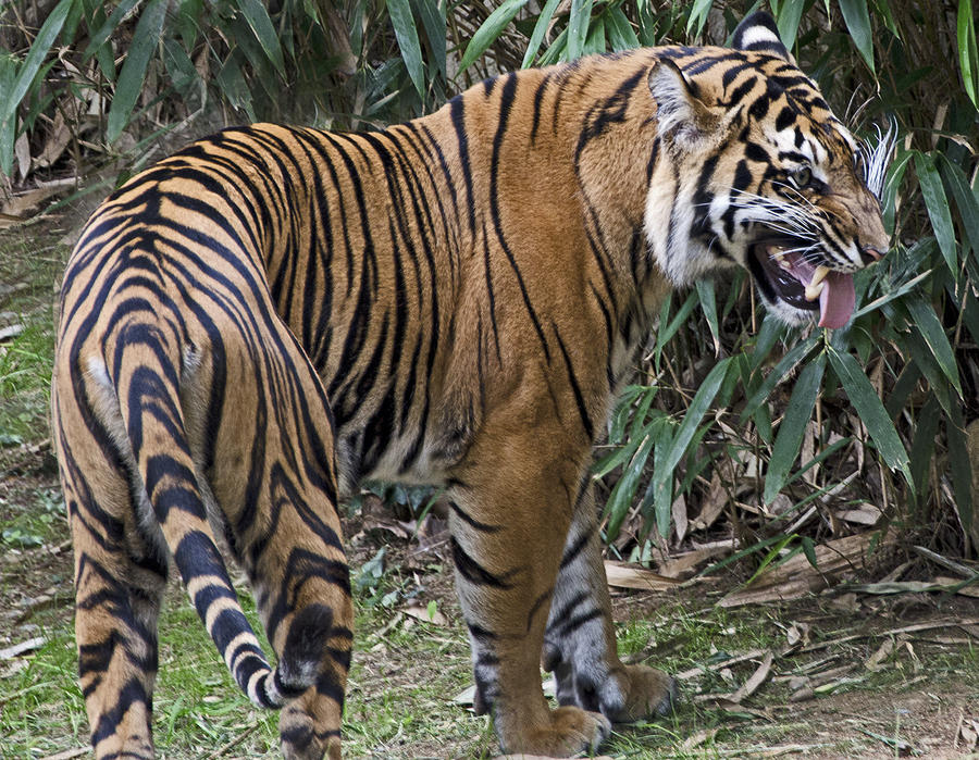 Ferocious Tiger Photograph by Brendan Reals