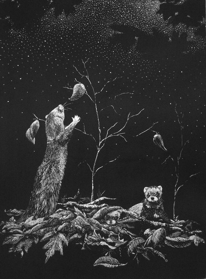 Ferret Dreams Drawing by Linda Creapeau Fine Art America