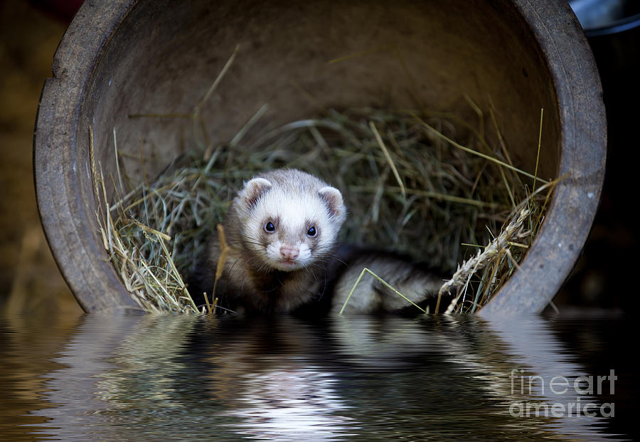 Wildlife Photograph - Ferret in a pot by Simon Bratt