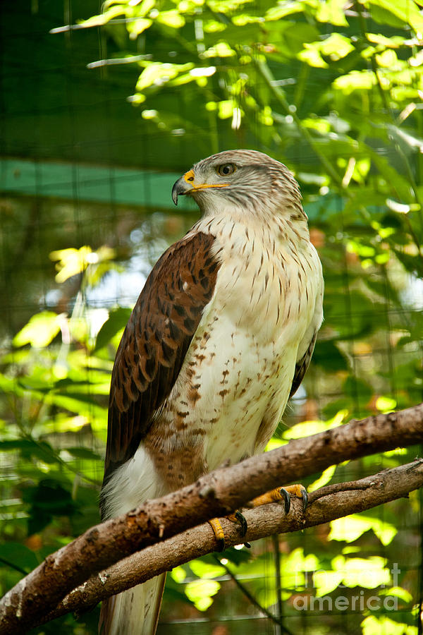 Bird Photograph - Ferruginous Hawk by Rachel Duchesne Bird Photograph - Ferruginous Hawk by Rachel Duchesne
