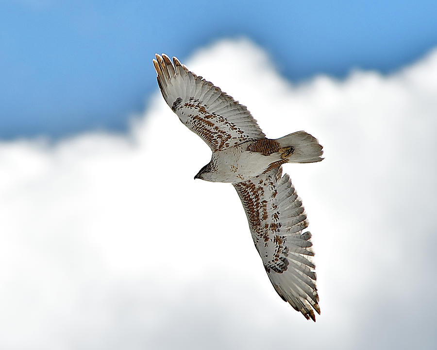 Ferruginous Hawk Photograph by Stephen Johnson