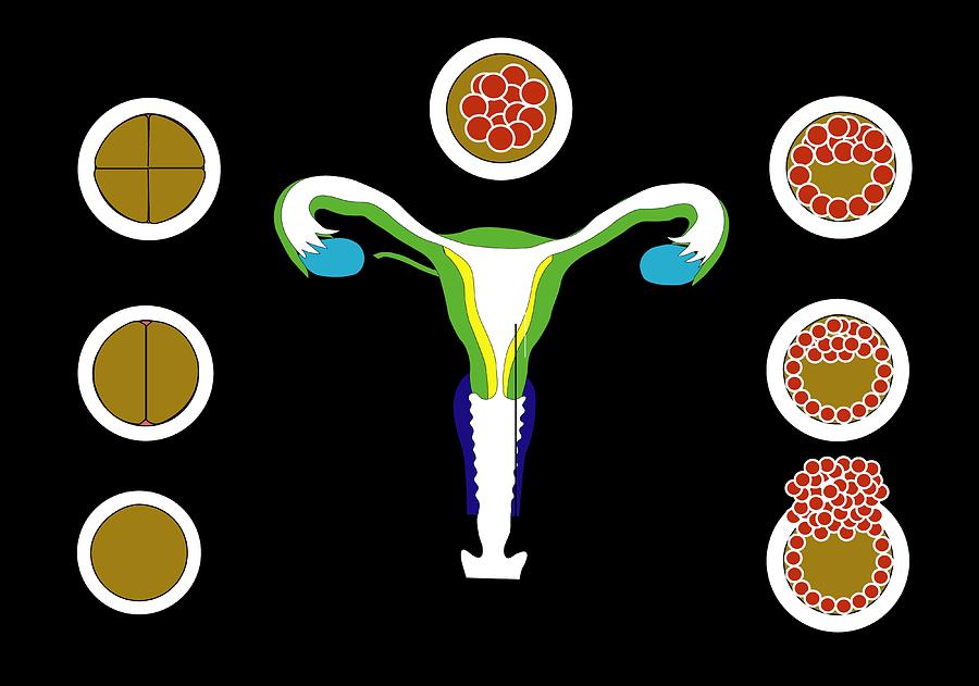 Fertilisation And Implantation Artwork Photograph By Francis Leroy Biocosmos Pixels 8037