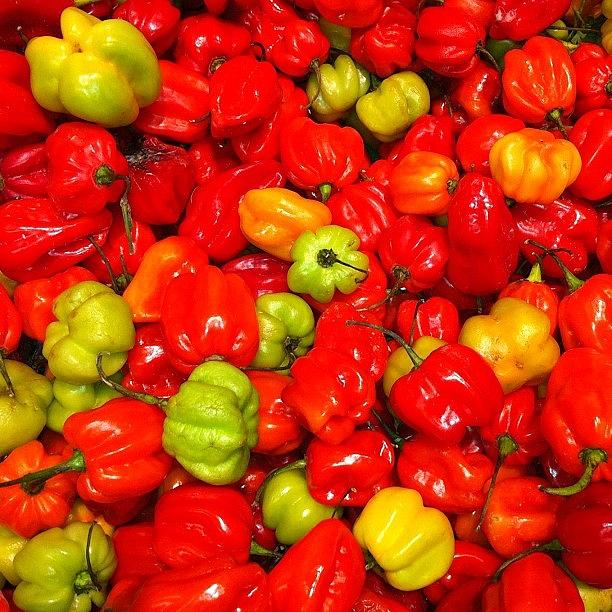 Winter Photograph - ❤💚💛few Chillies To Warm This by Rohiem Ab