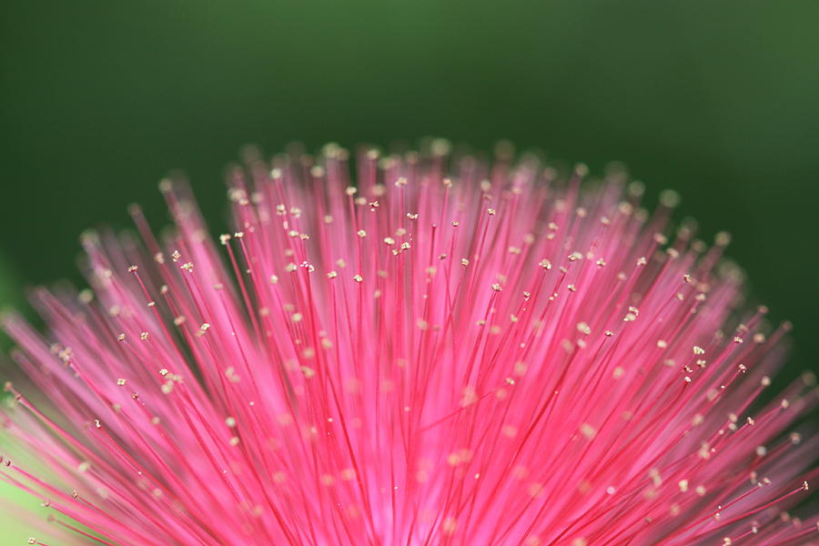 fiber optic flowers