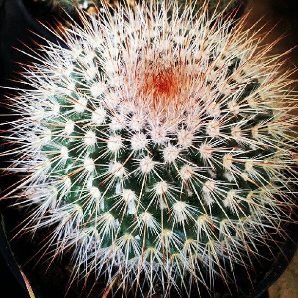 Nature Photograph - Fibonacci Sequence In A Cactus by Esther Huinink 