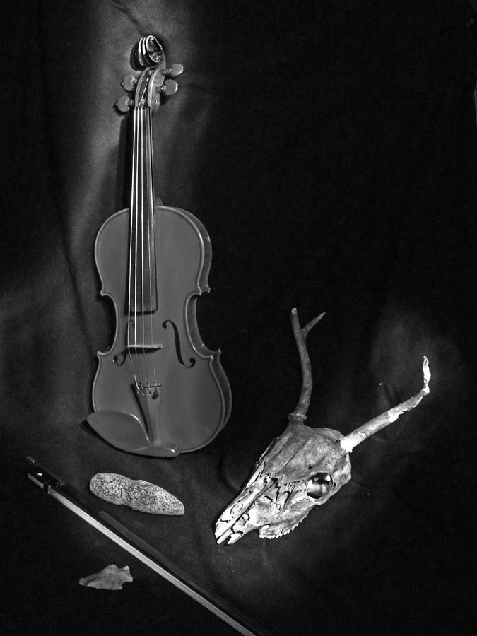 Fiddledeedee Photograph by William Fields