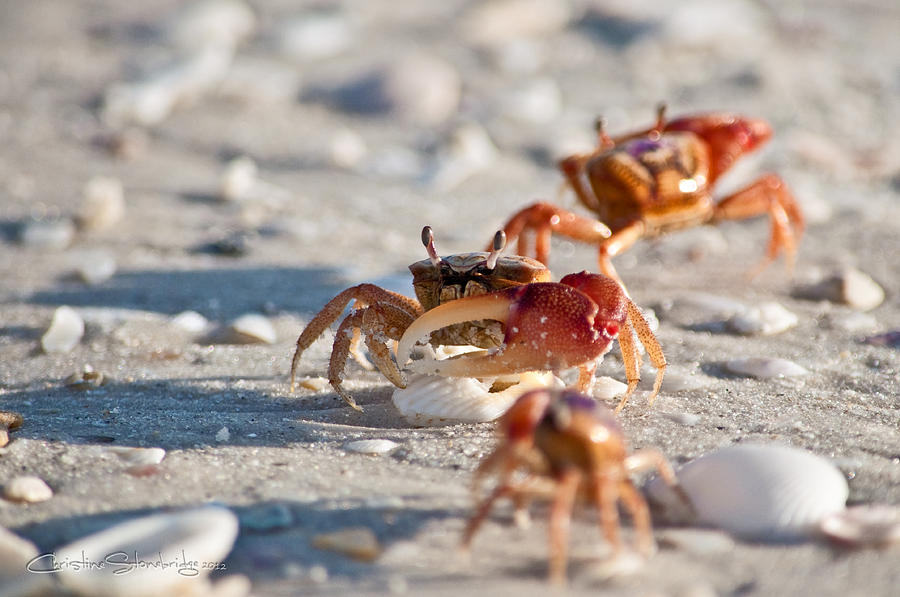 Nature Photograph - Fiddler Crab Conga Line by CM Stonebridge