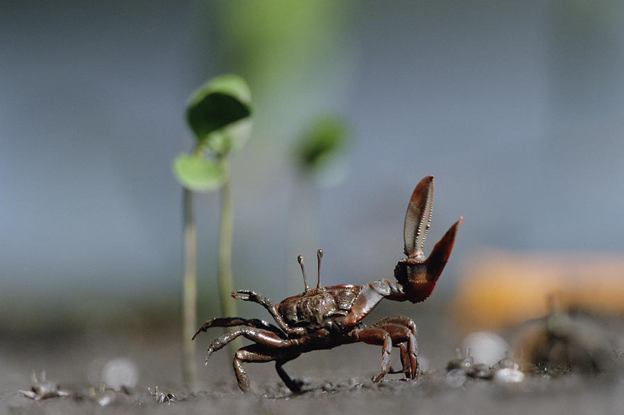 Fiddler Crab Uca Maracoani Waving Photograph by Konrad Wothe