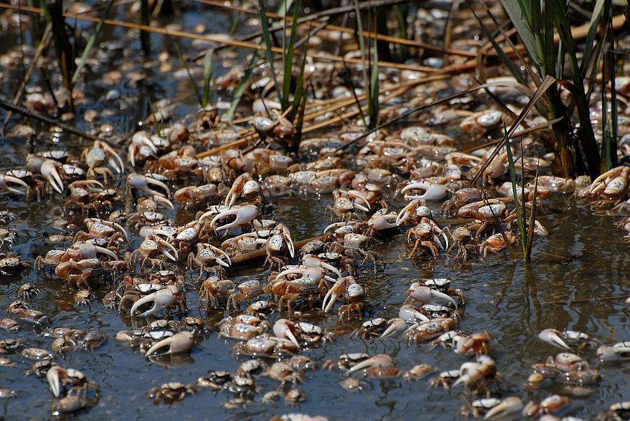 Fiddler crabs Photograph by David Campione