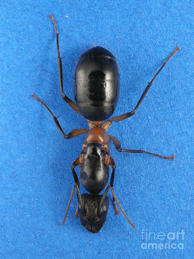 Field Ant Photograph by Raul Gonzalez Perez