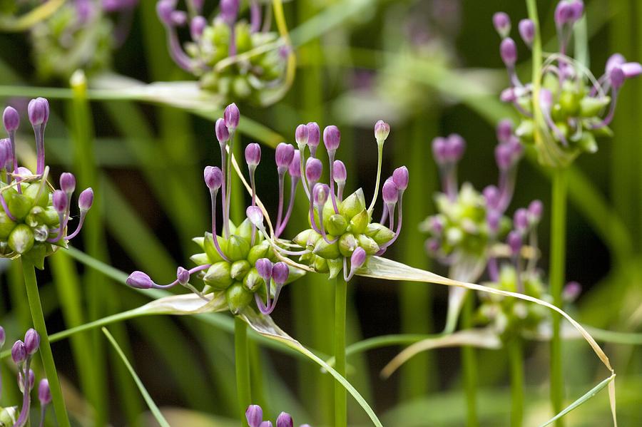 Flower Photograph - Field Garlic (allium Oleraceum) by Bob Gibbons