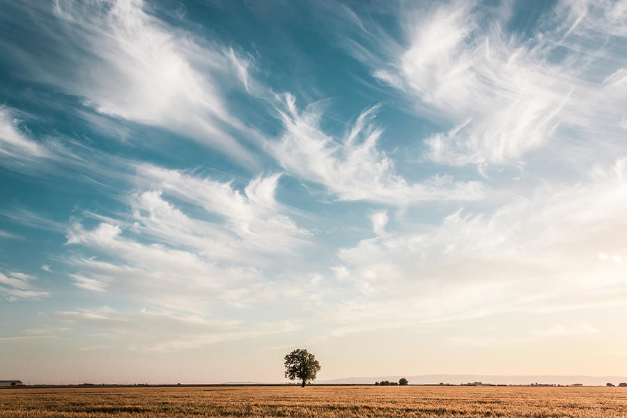Field Photograph - Field Oak 1 by Chris Fullmer Field Photograph - Field Oak 1 by Chris Fullmer