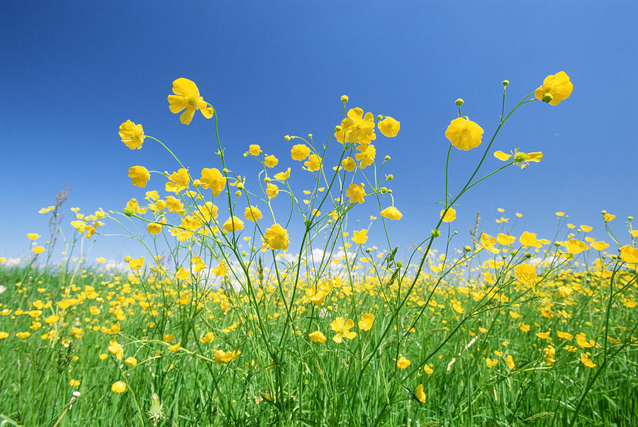 Field Of Buttercup Flowers Photograph by Martin Ruegner