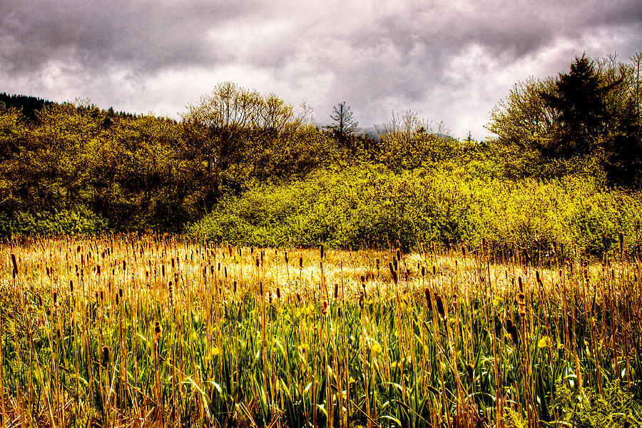 Field of Cattails Photograph by David Patterson