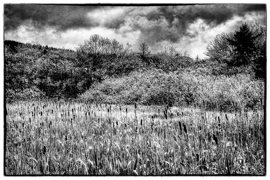 Black And White Photograph - Field of Cattails II by David Patterson