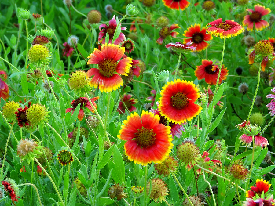 Field of Color Photograph by Joe Myeress - Fine Art America