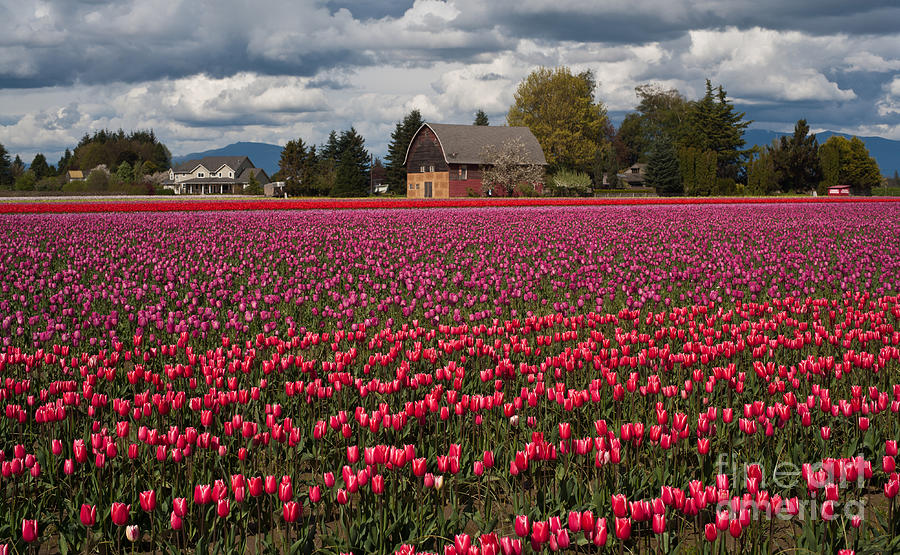 Tulip Photograph - Field of Tulip Color by Mike Reid
