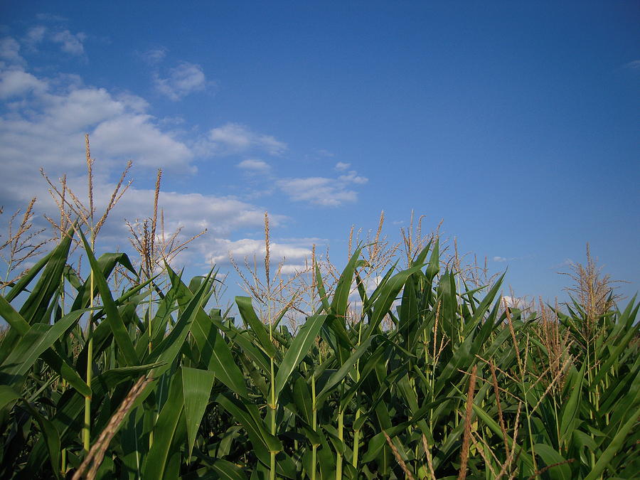 Field Of Corn And Sky Of Blue  Photograph by Don Struke