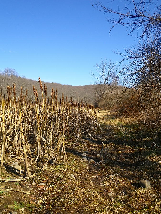 Field of Corn Photograph by Anna Ruzsan