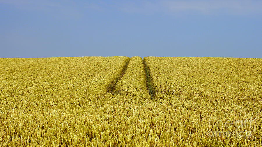 Farm Photograph - Field of Corn by John Chatterley