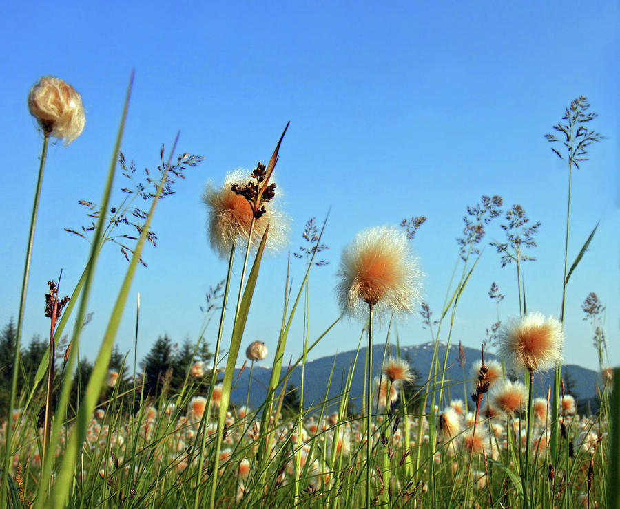 Field Of Cotton Grass In Alaska. Photograph by Dagny Willis