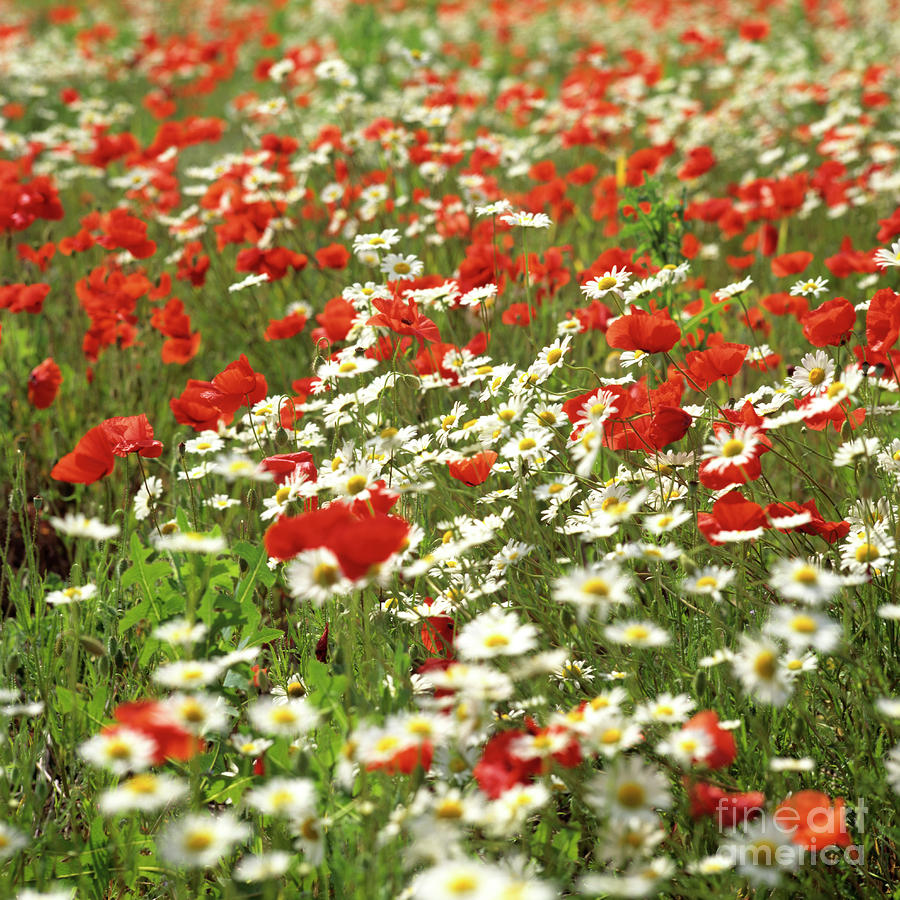 Poppy Photograph - Field of daisies and poppies. by Bernard Jaubert