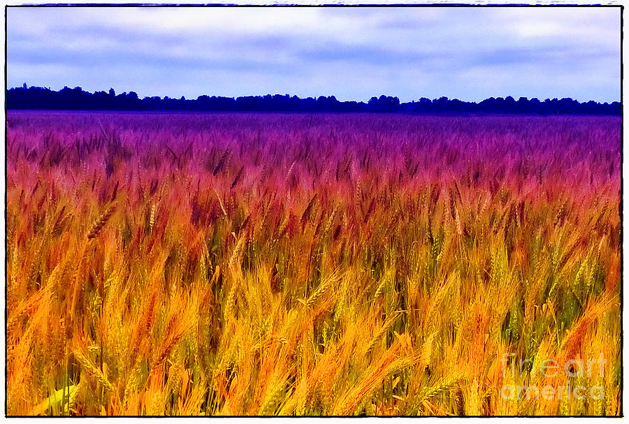 Field of Dreams Photograph by Judi Bagwell