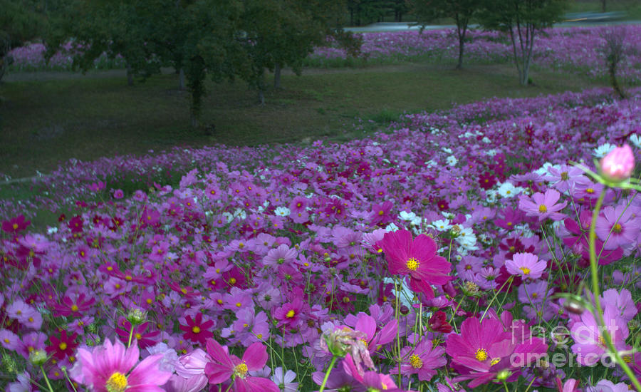 Field Of Flowers Along The Highway  Photograph by Donna Brown