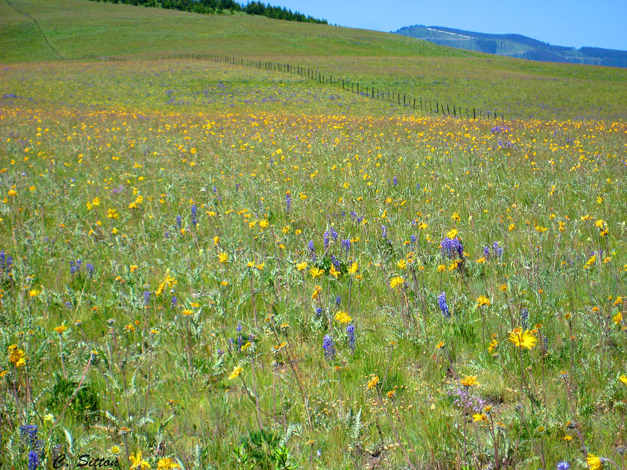 Field of Flowers Photograph by C Sitton