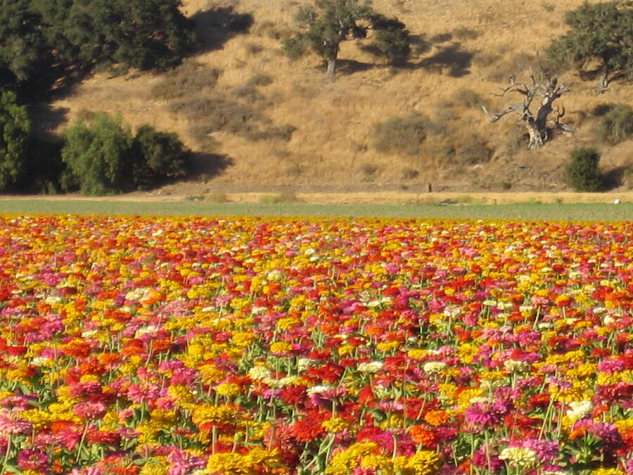 Field of Flowers  Solvang California Photograph by John Shiron