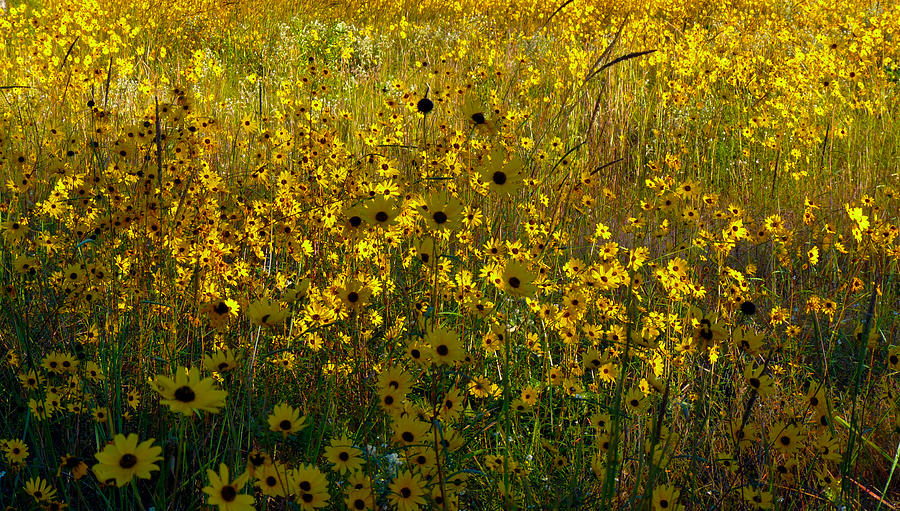 Field of Flowers Photograph by Terry Eve Tanner