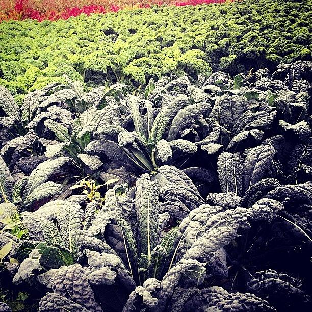 Kale Photograph - Field Of #kale by Debbie Lazinsky