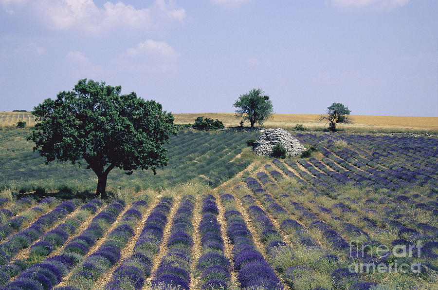 Tree Photograph - Field of lavender. Sault. Vaucluse by Bernard Jaubert