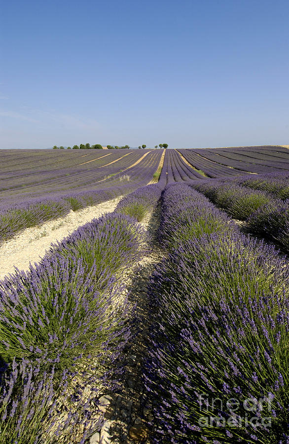Summer Photograph - Field of lavender. Valensole. Provence by Bernard Jaubert