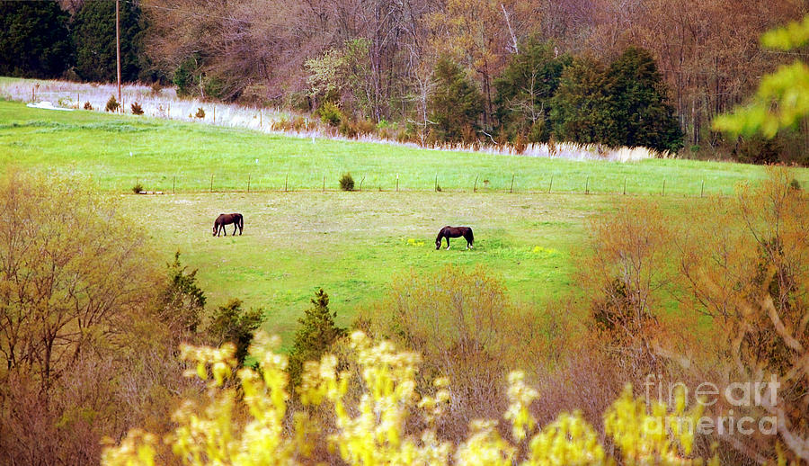 Horse Photograph - Field of My Dreams Horses by Peggy Franz