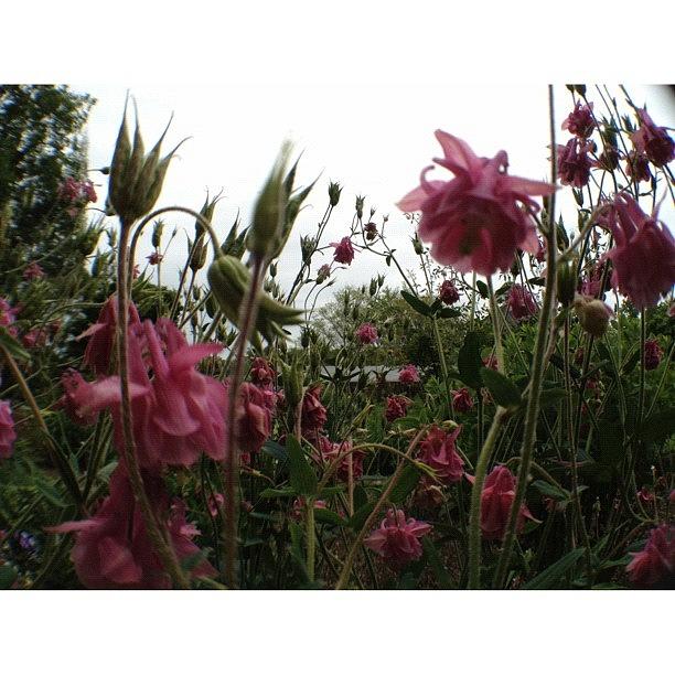 Nature Photograph - Field Of Pink #columbiasc #iphone4s by Elza Hayen