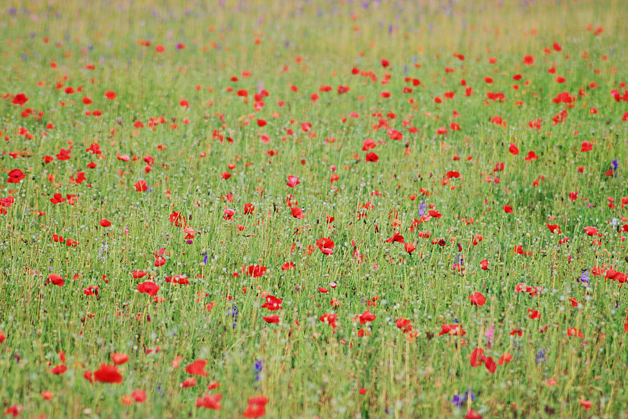 Field of poppies Photograph by Kelley Nelson