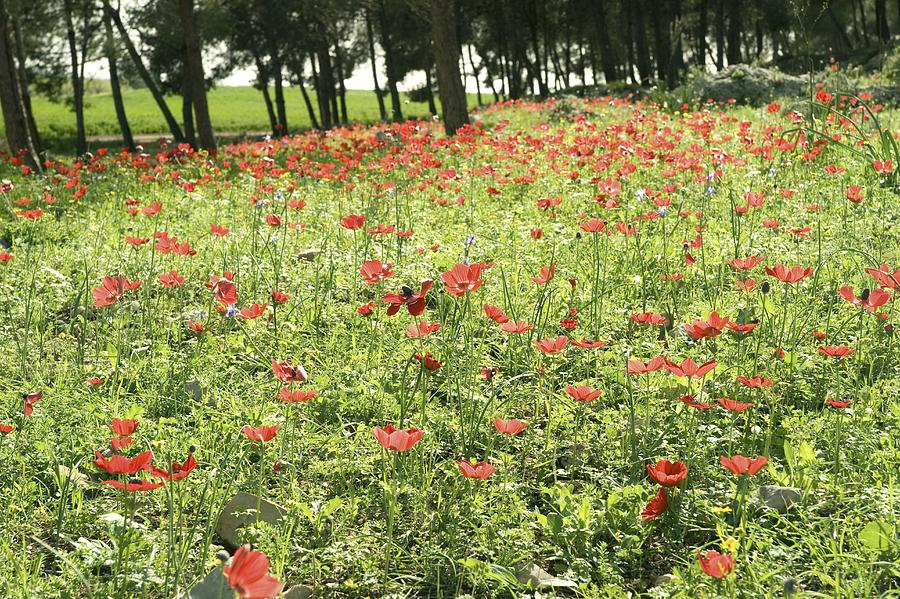 Field Of Poppies (papaver Subpiriforme) Photograph by Photostock-israel