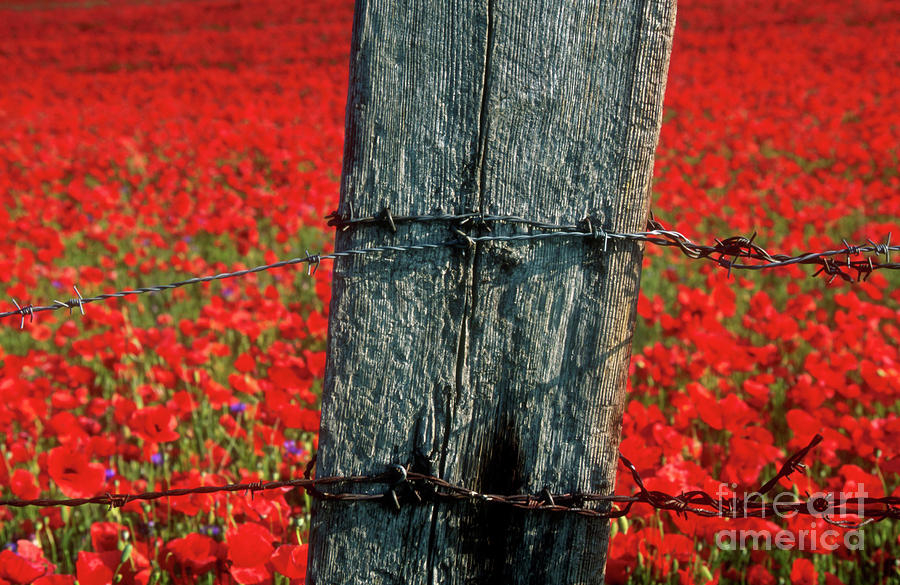 Nature Photograph - Field of poppies with a wooden post. by Bernard Jaubert