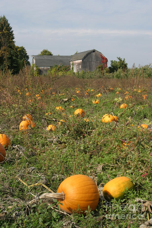 Field Of Pumpkins Photograph by Ted Kinsman