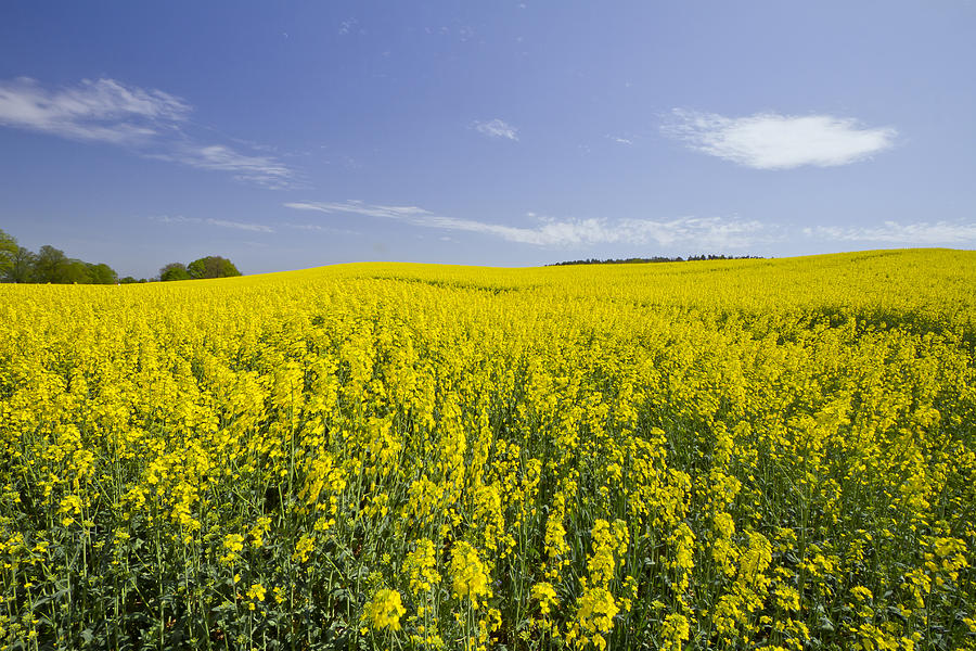 Nature Photograph - Field of Rapeseeds by Melanie Viola