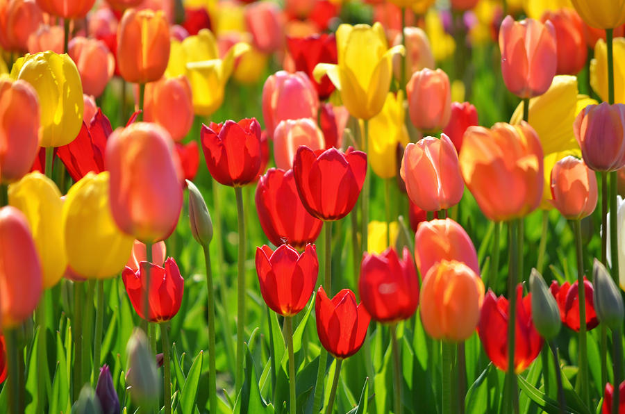 Field Of Red And Yellow Tulips Photograph by Photo by Ira Heuvelman ...