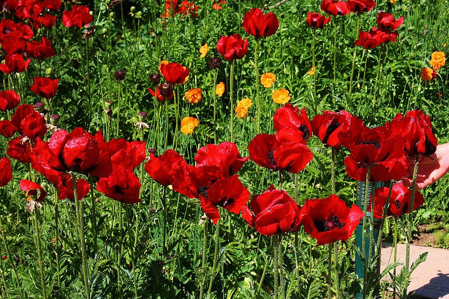 Field of Red Poppies Photograph by Bruce Bley